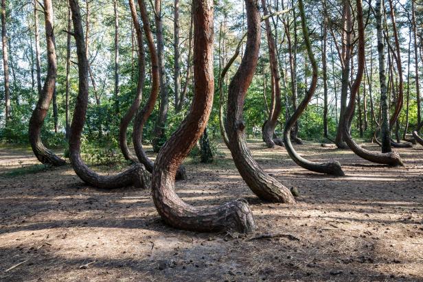this forest have every tree bent at 90 degree angle