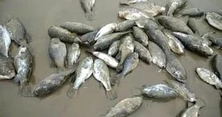 thousands of puffer fish found in digha sea beach