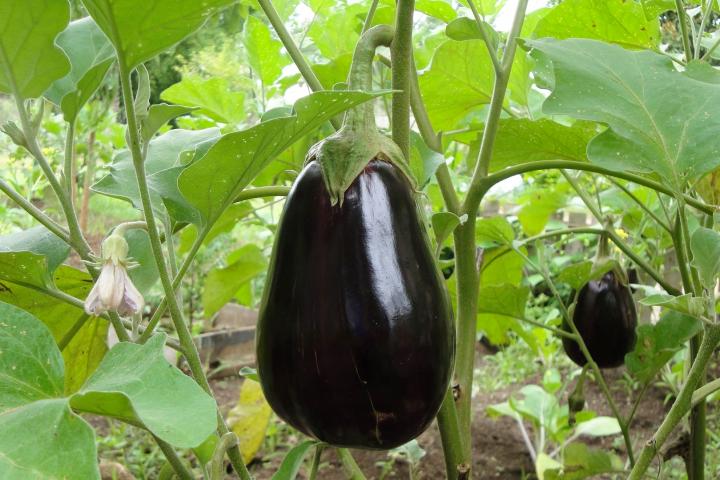 eggplant usefulness will surprise you