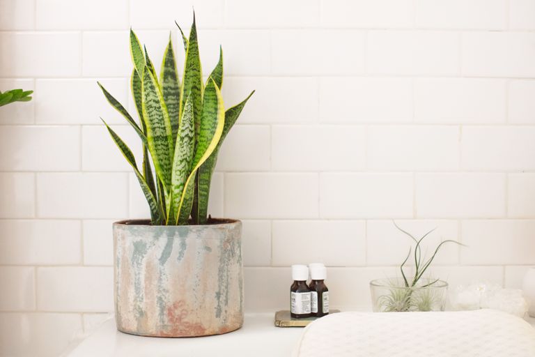 plants that can be used in bathroom