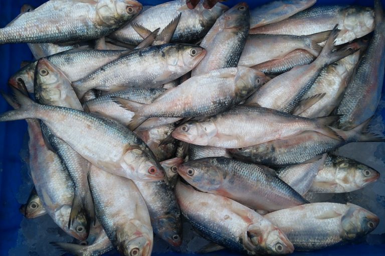 usefulness of hilsa fish