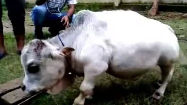 worlds smallest cow is in Bangladesh