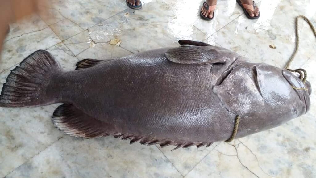 Giant koi bhola fish found in digha