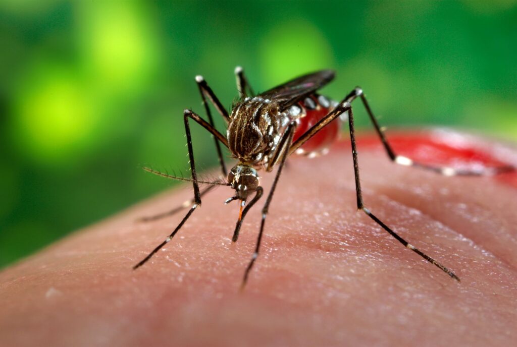 why mosquito bite some people a lot more than other people