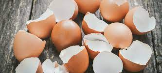 Usefulness of egg shells