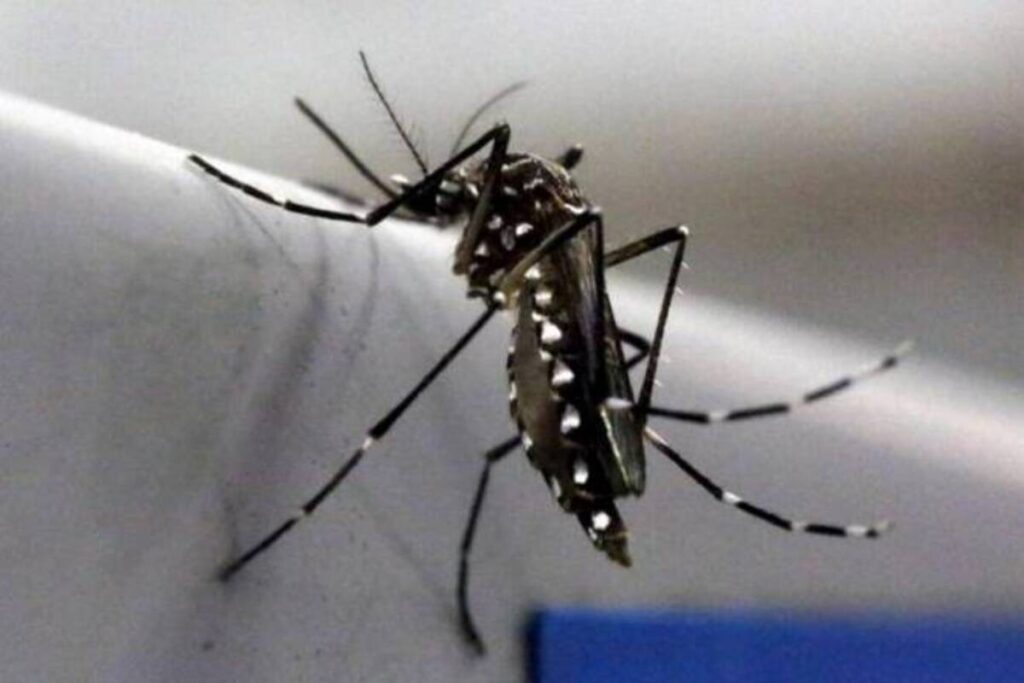 what is zika virus Symptoms and treatment