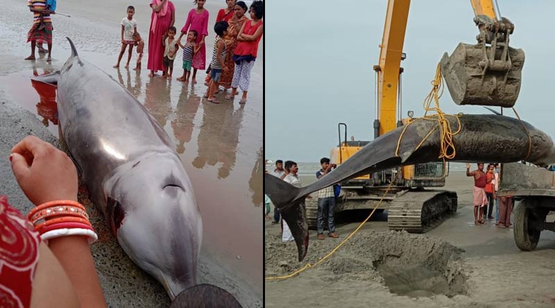 dolphin recovered from seabeach of bokkhali