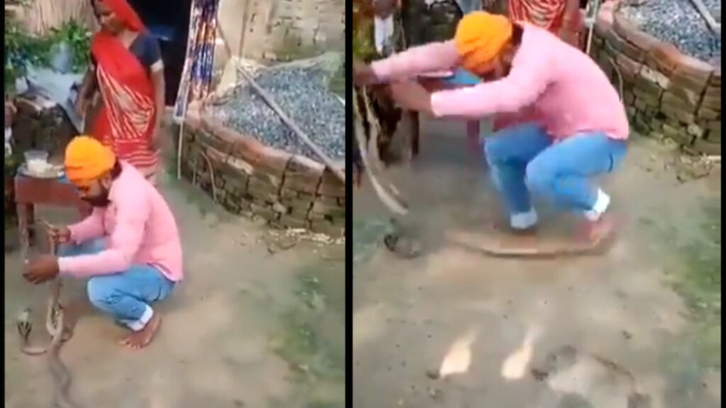 Man died from snake bite when he tried to tie rakhi on snake