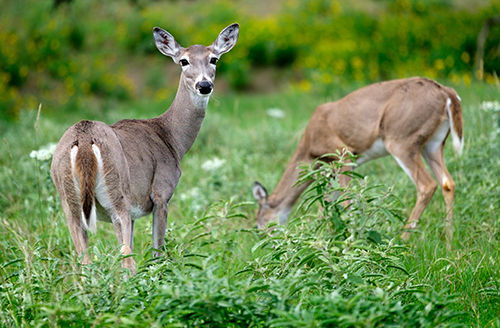 Covid antibodies detected in white-tailed deer