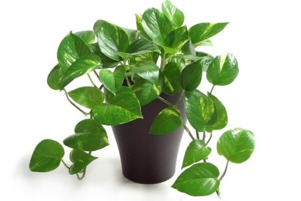 Know where to keep money plant in house